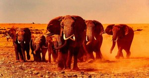 California Vintner Killed in Elephant Charge During Licensed Hunt in Gabon
